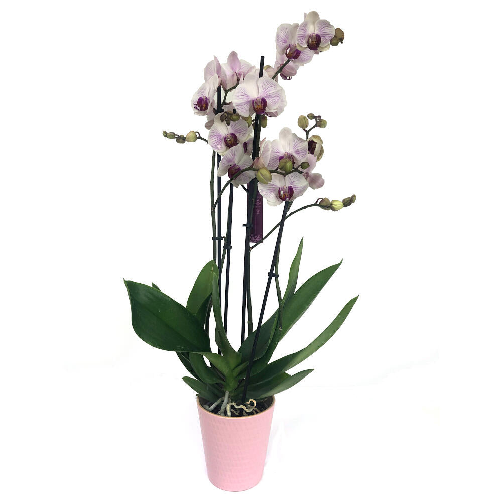 Orquidea Phalaenopsis Denver 2/3 Tallos M12 70cm