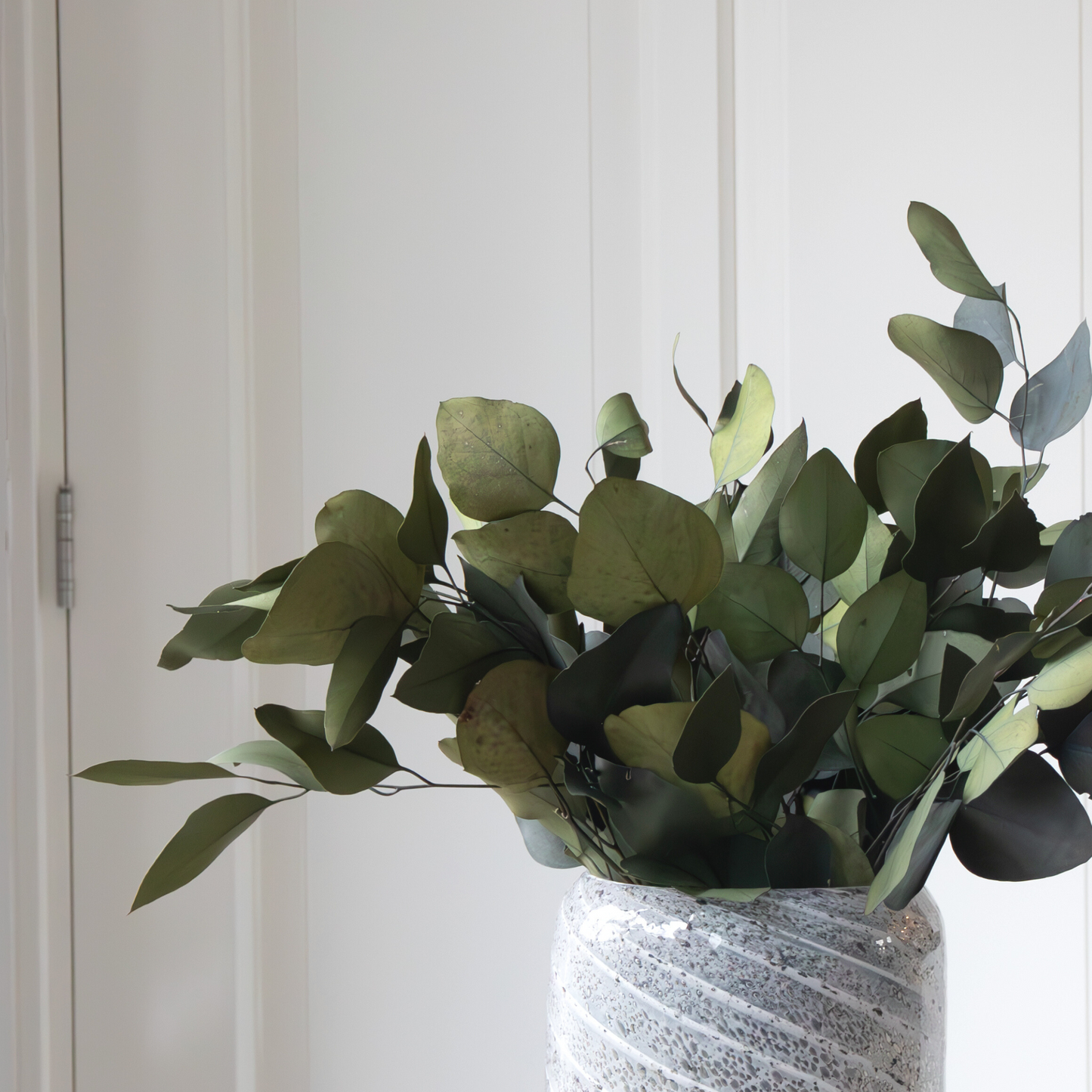 Flores Secas - Eucalyptus Stuartiana