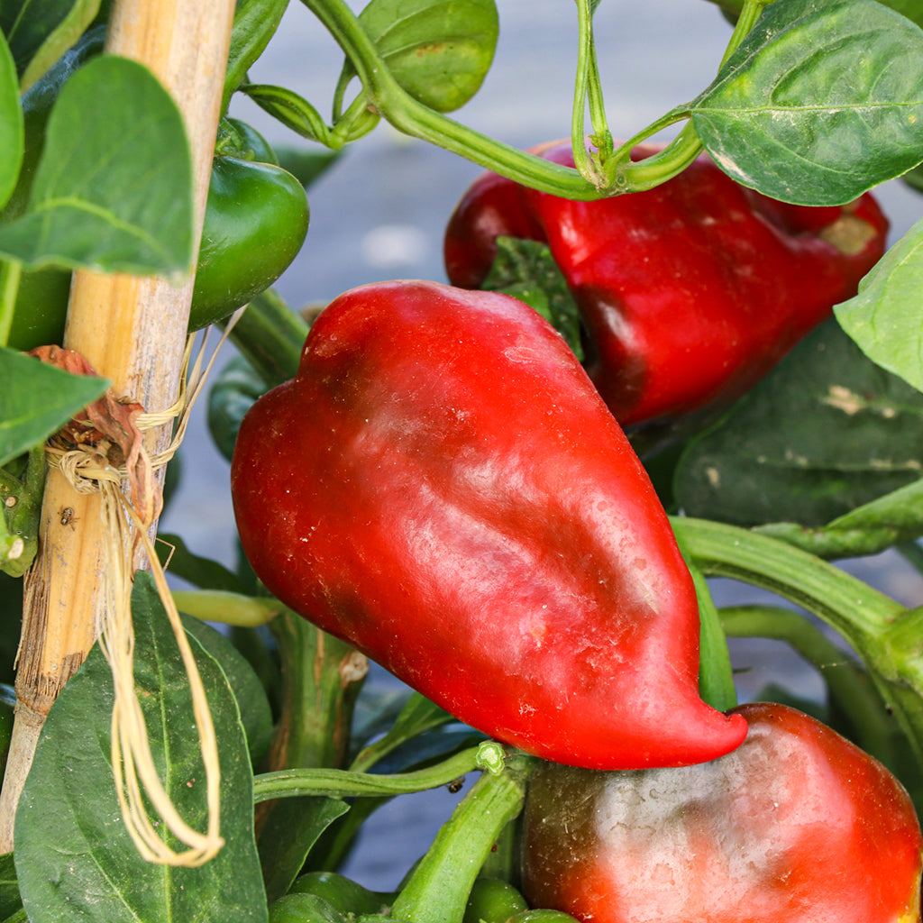 Plantón Pimiento Del Piquillo 2 Unidades - Plantabo_1
