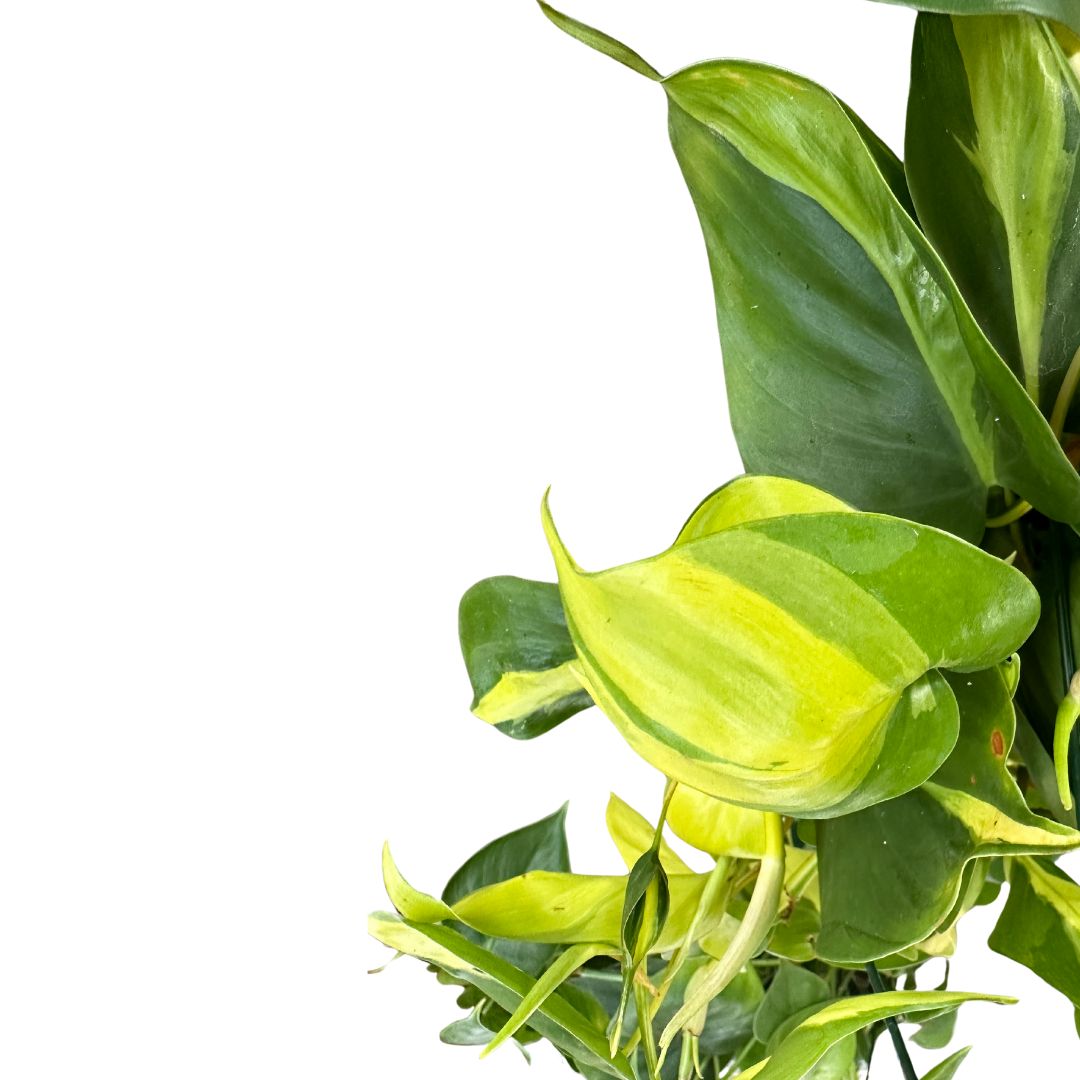 Philodendron Brasil Variedad De Philodendron Con Hojas Variegadas En Color Lima_1