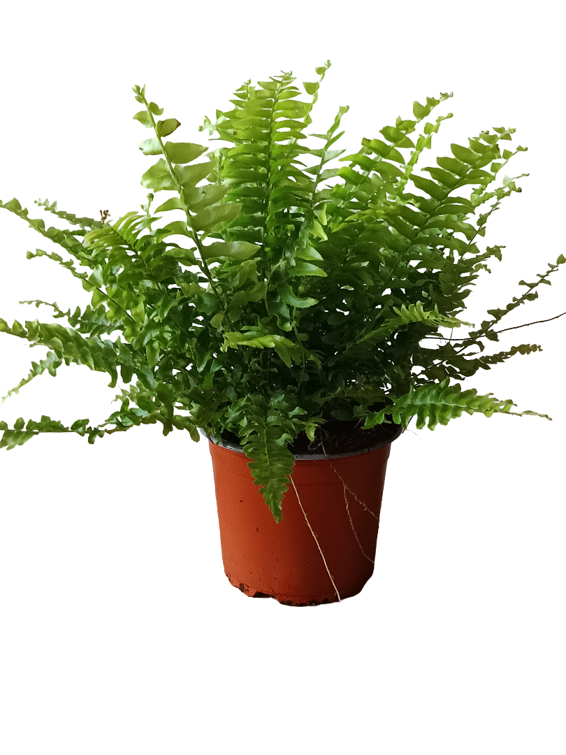 Helecho Exaltata Green Moment Planta De Interior Ø12 Cm