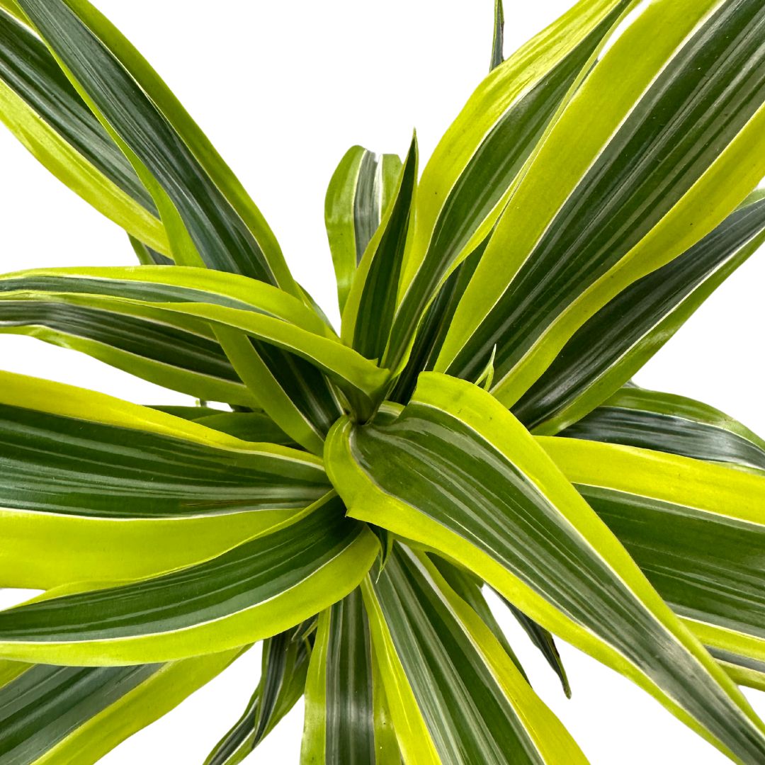 Dracena Lemon Lime Planta De Interior (dracaena Fragrans 'lemon Lime') 3 Troncos_1