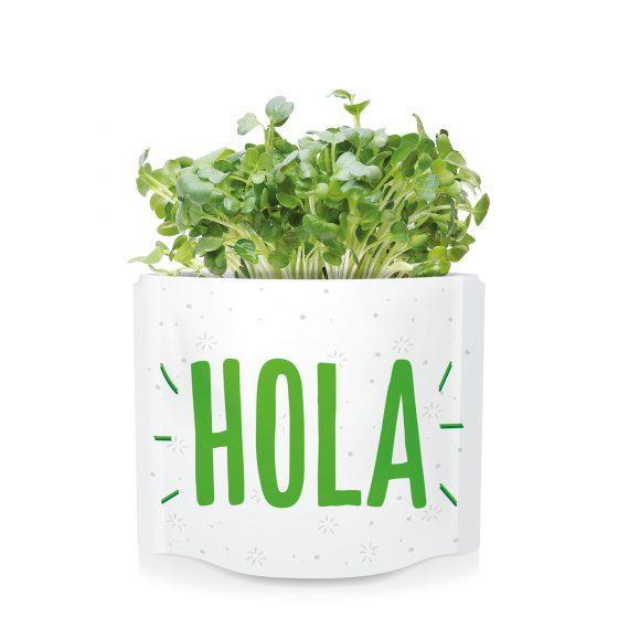 Postal autocultivo Hola germinados mostaza