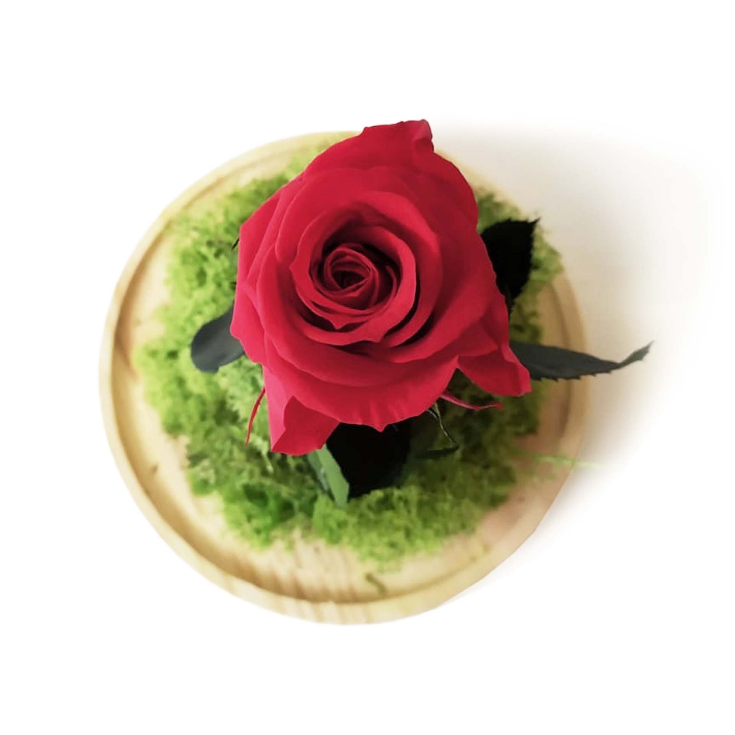 Rosa Eterna – B&b Roja_1