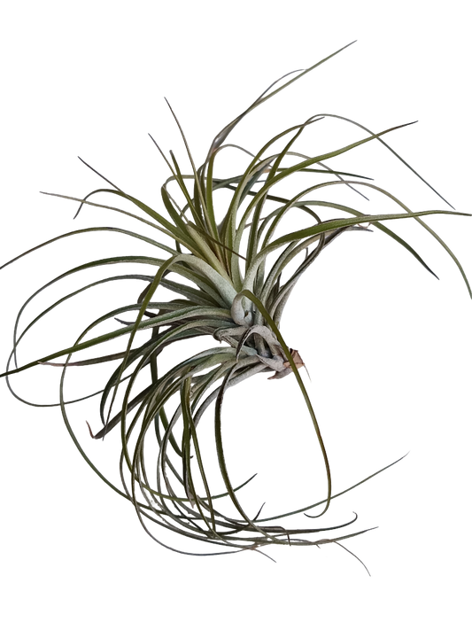 Tillandsia Stricta Planta Clavel Del Aire