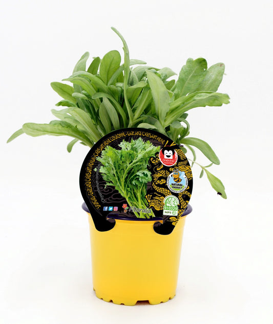 Plantón De Shungiku Natural En Maceta De 10,5 Cm. - Fitoralia