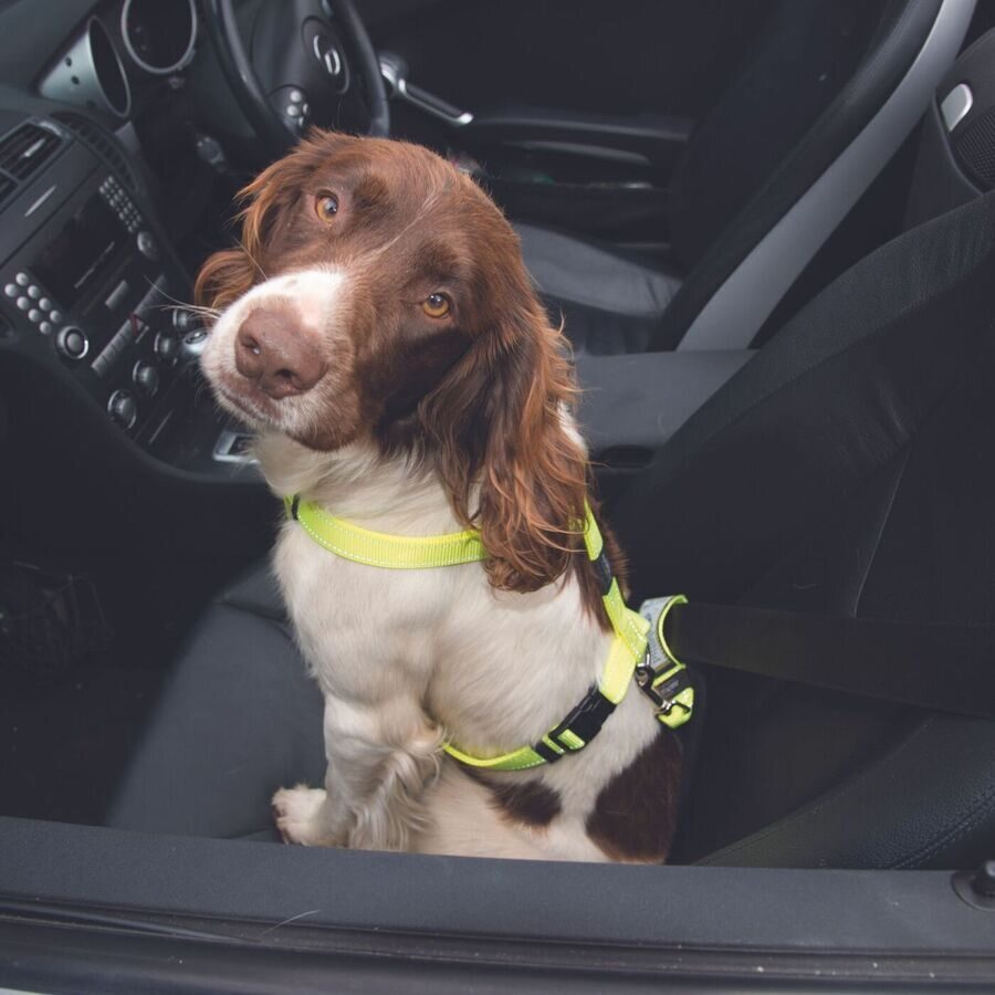 Rogz Adaptador Cinturon De Seguridad A Sbc19