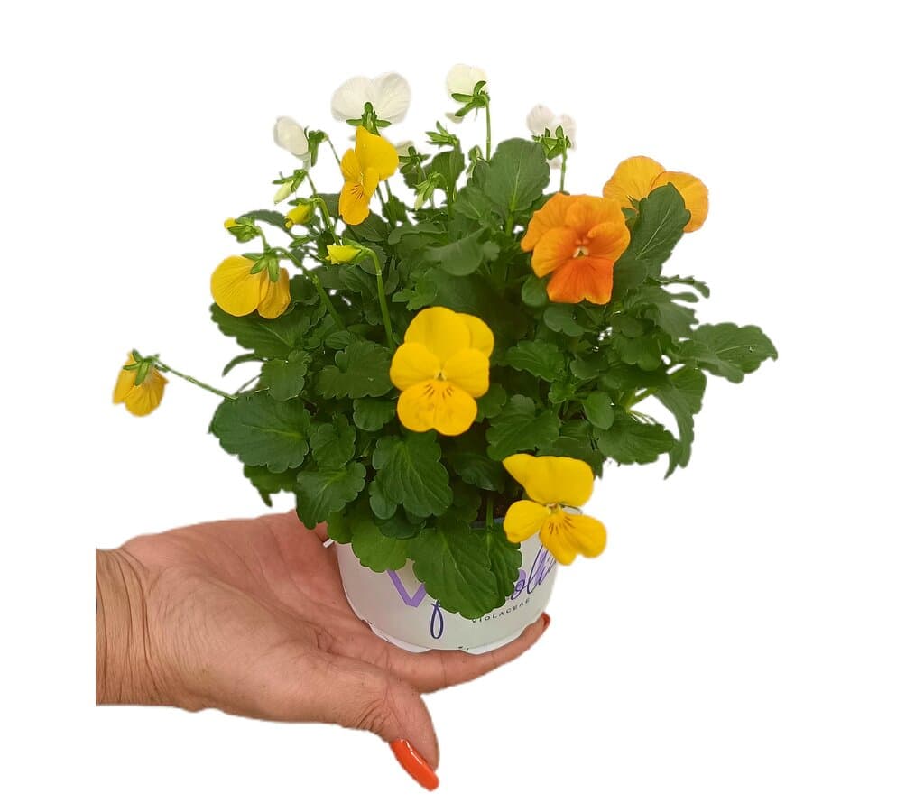 Viola Tricolor M12_0