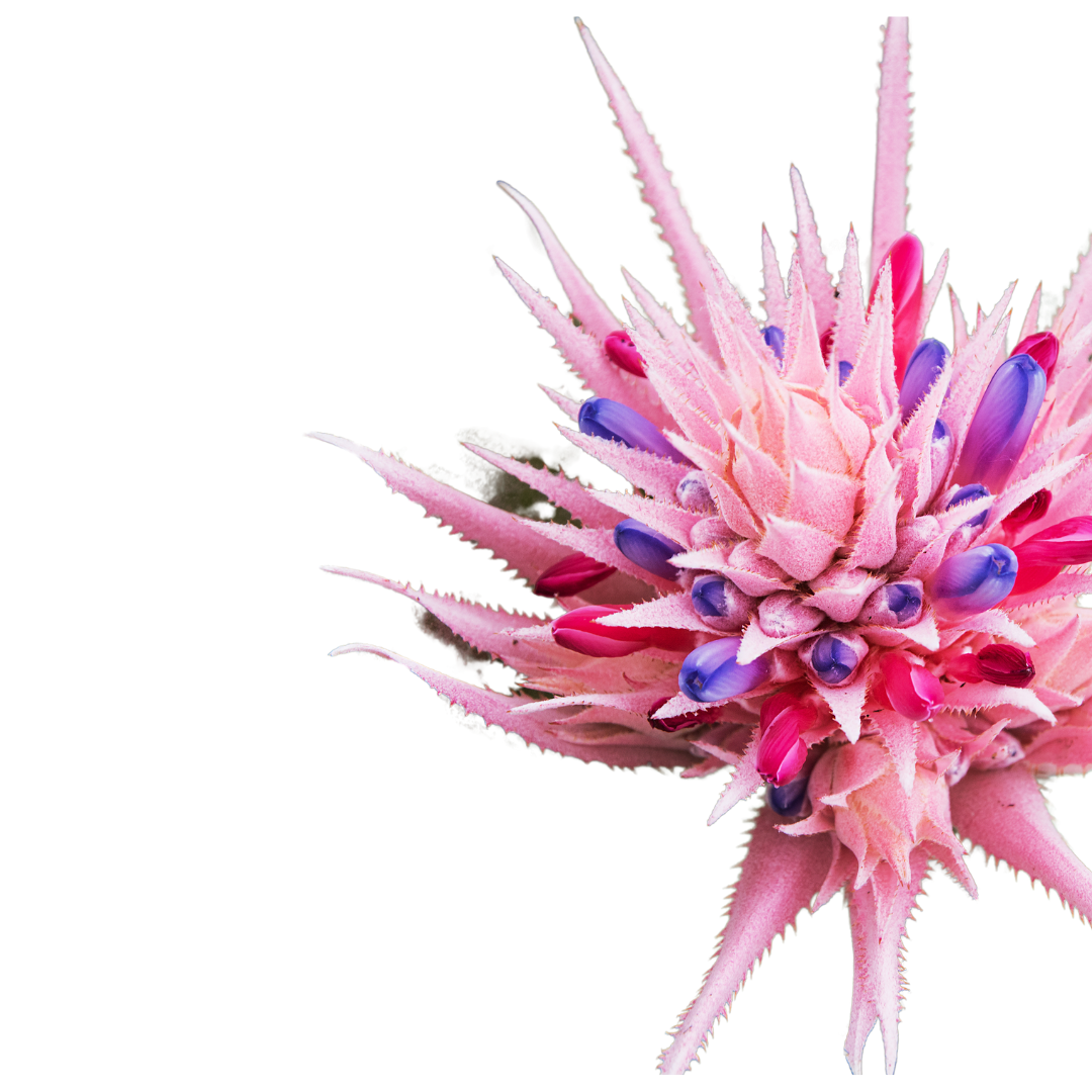 Aechemea Fasciata O Bromelia Fasciata Planta Con Flor Para Interior