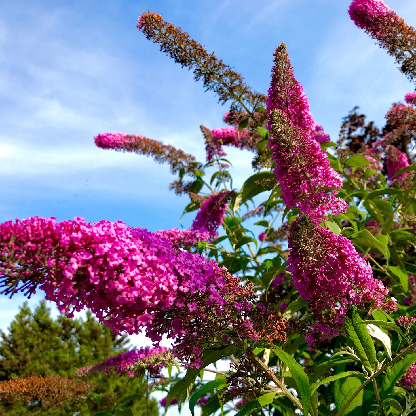 Arbusto De Las Mariposas - 3 Pzs - Buddleja 'pink' - Altura 25-40cm - ⌀9cm