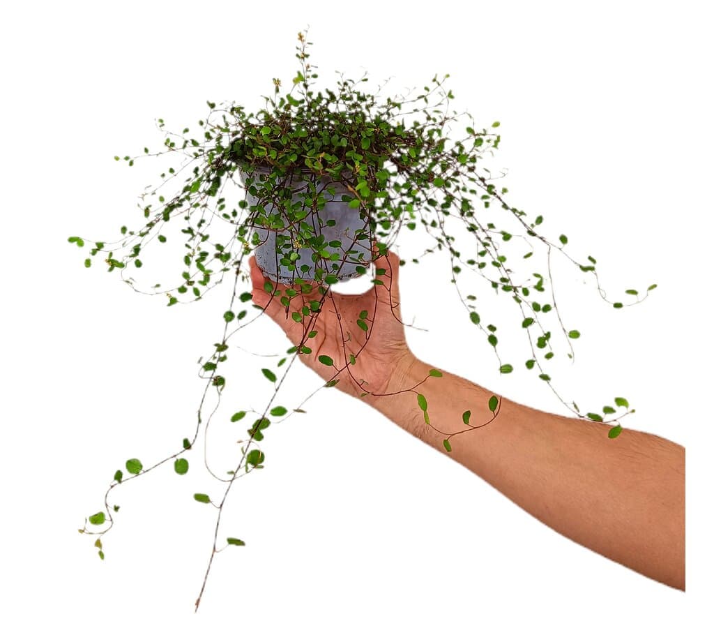 Muehlenbeckia Complexa Amor M13_0