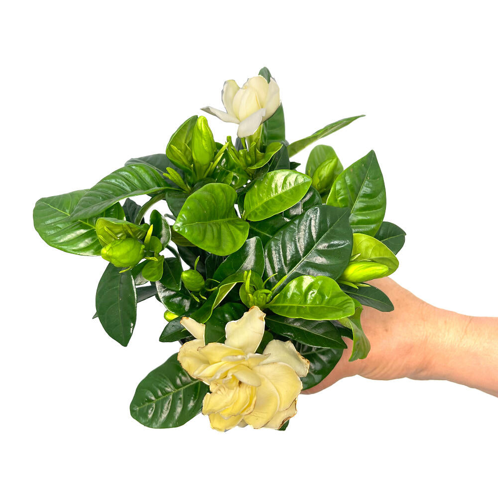 Gardenia Jasminoides M9
