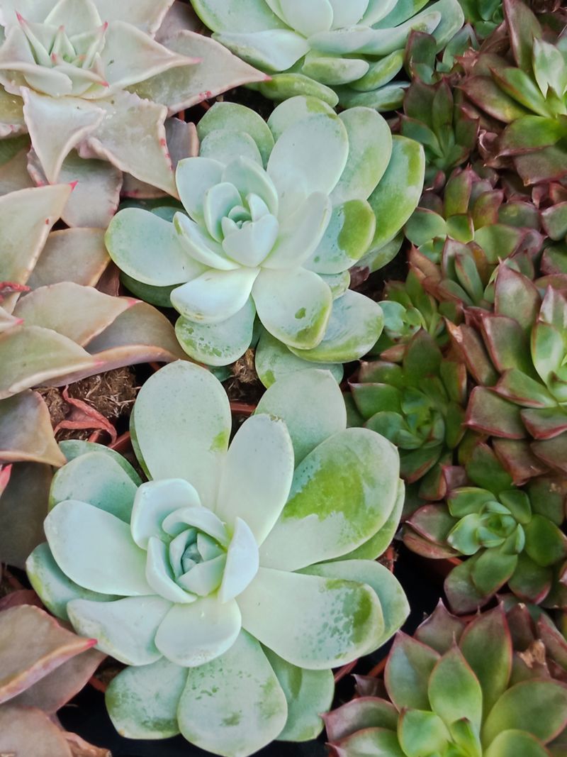 Suculentas Y Cactus Variedad #23 Planta Sin Id