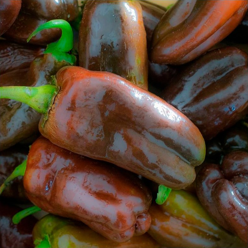Semillas Pimiento Sweet Chocolate Ecológicas