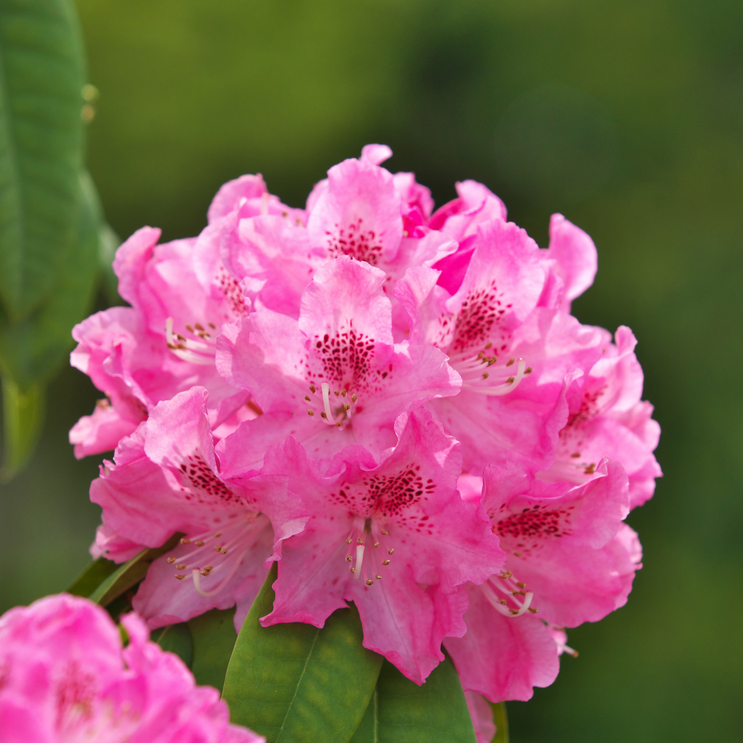 Rododendro - 3 Pzs - Rhododendron Roseum 'elegans Pink' - Altura 25-40cm - ⌀9cm