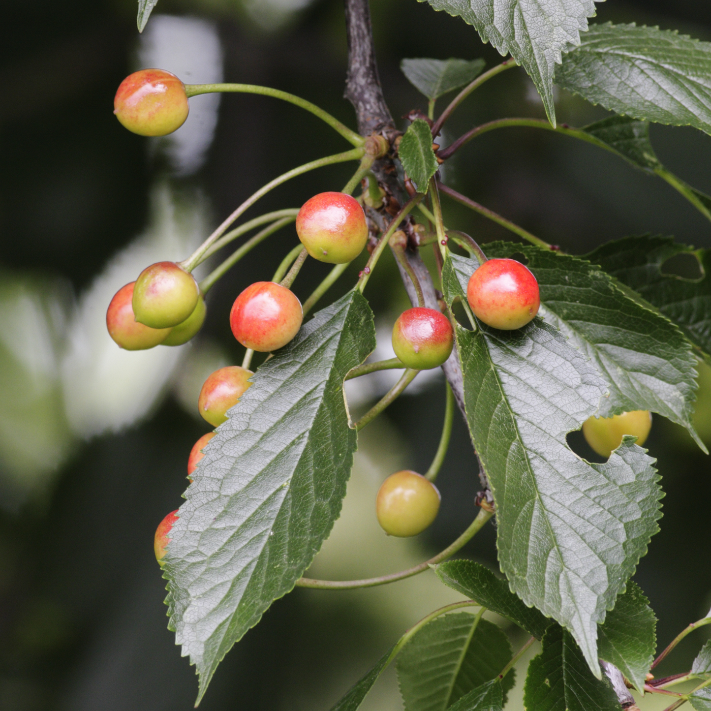 Mezcla De Árboles Frutales - 8 Pzs - Malus Pryus Prunus - A60-70cm - ⌀9cm