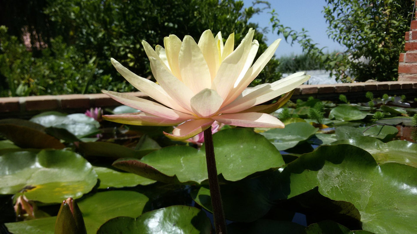 Nenufar Barbara Dobbins_1