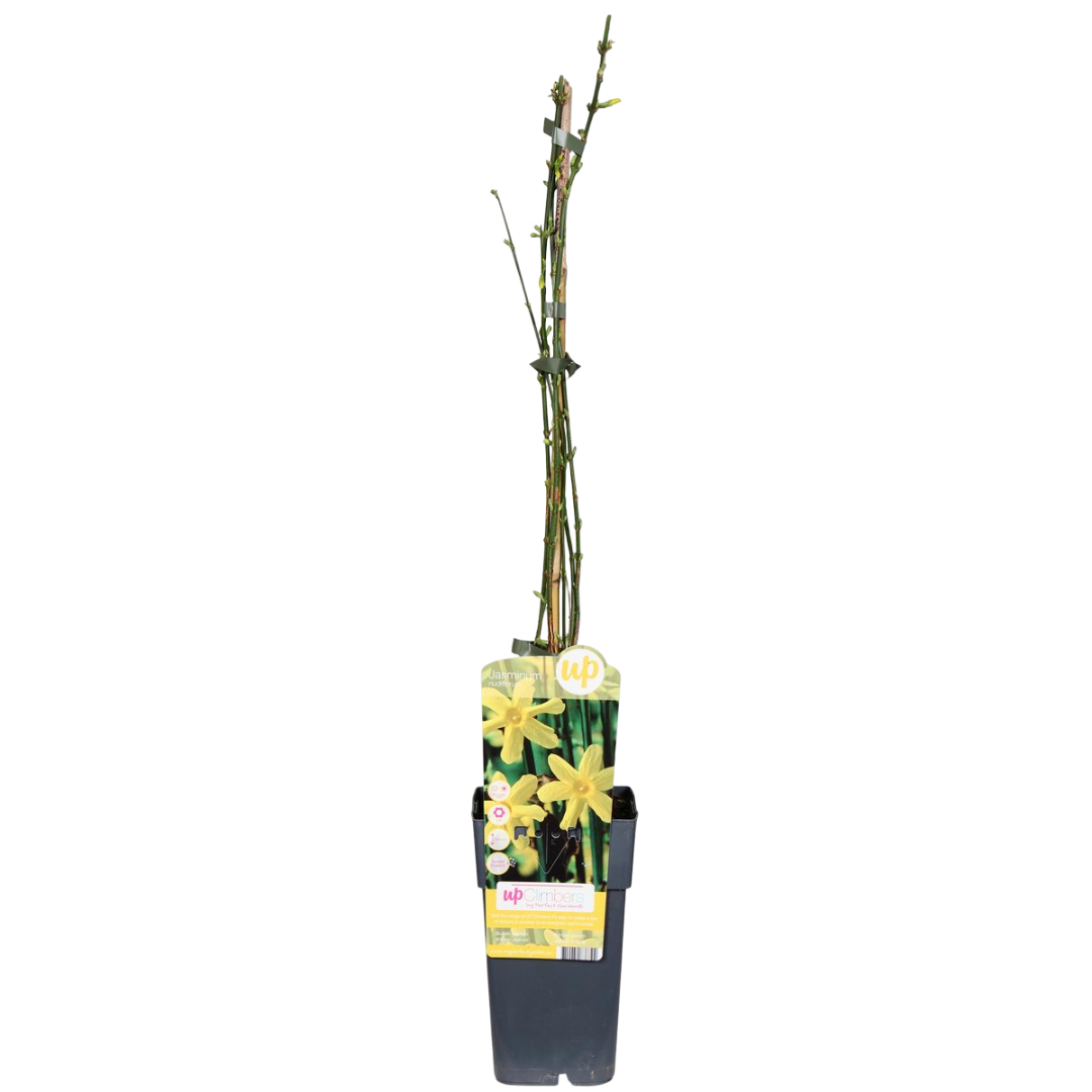 Jazmin Amarillo Planta Trepadora Con Flores Amarillas Ø15