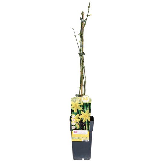 Jazmin Amarillo Planta Trepadora Con Flores Amarillas Ø15