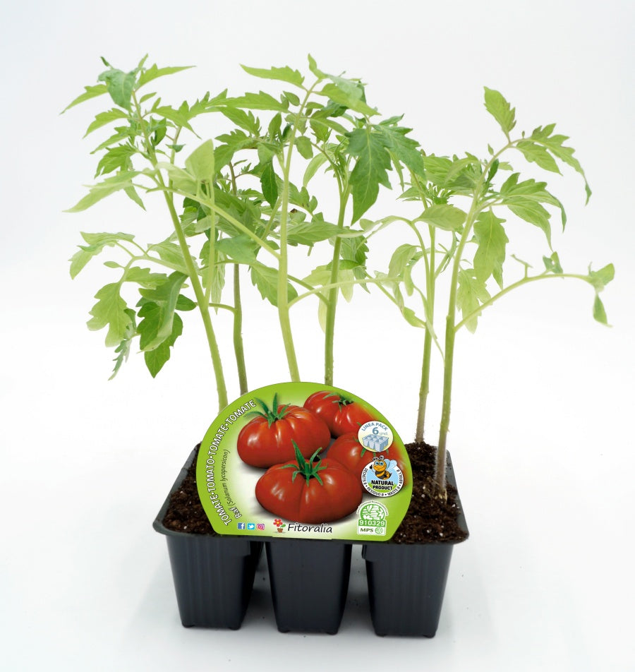 Pack Plantones Tomate Raf 6 Ud. Natural - Fitoralia_0