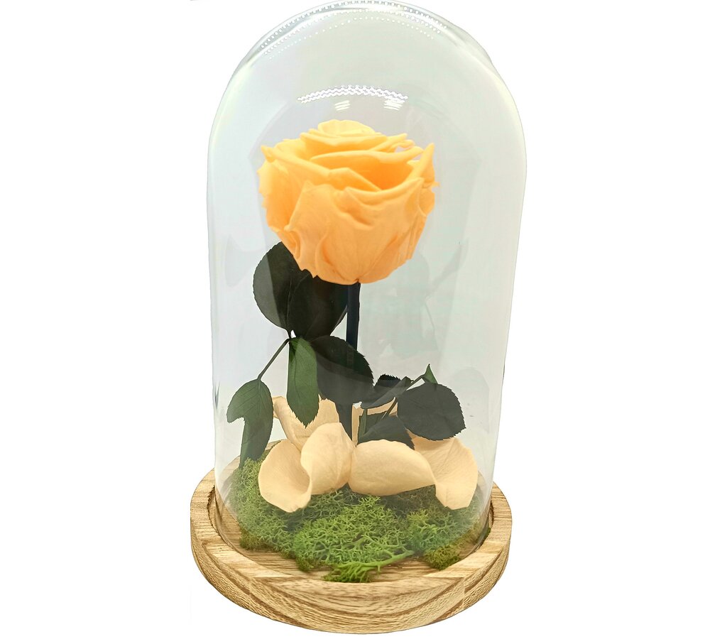 Mundo Eterno Rosa En Cúpula Melocotón 12x20cm