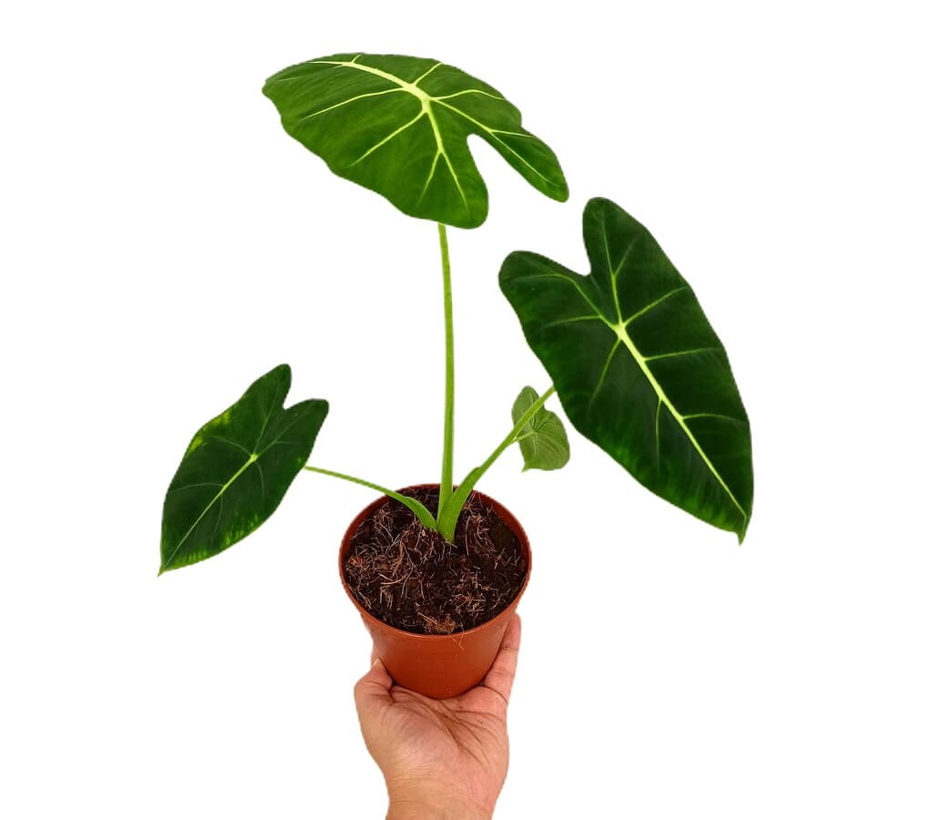 Alocasia Frydek M12_0
