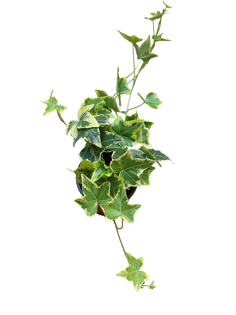 Hedera Goldchild Amarilla Planta Colgante De Interior Ø8
