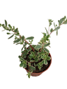 Portulacaria Pilosa Variegata Planta De Interior Colgante