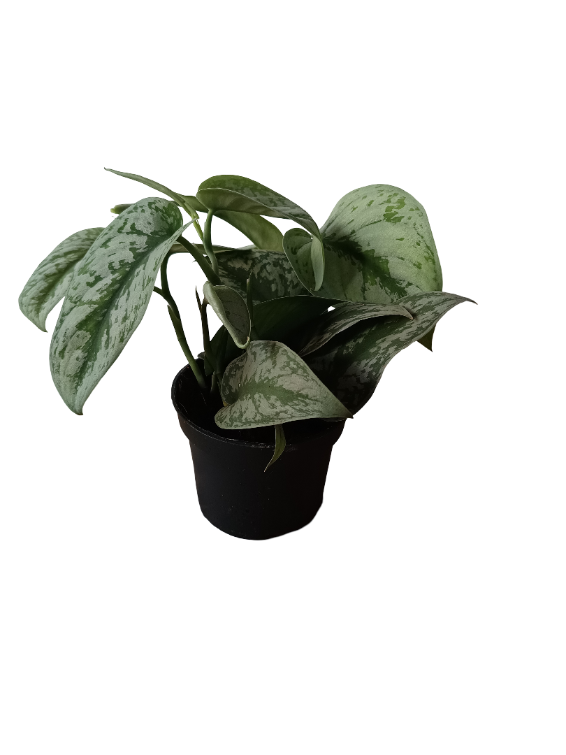 Scindapsus Trebie Planta De Interior Tipo Potho Ø12_0