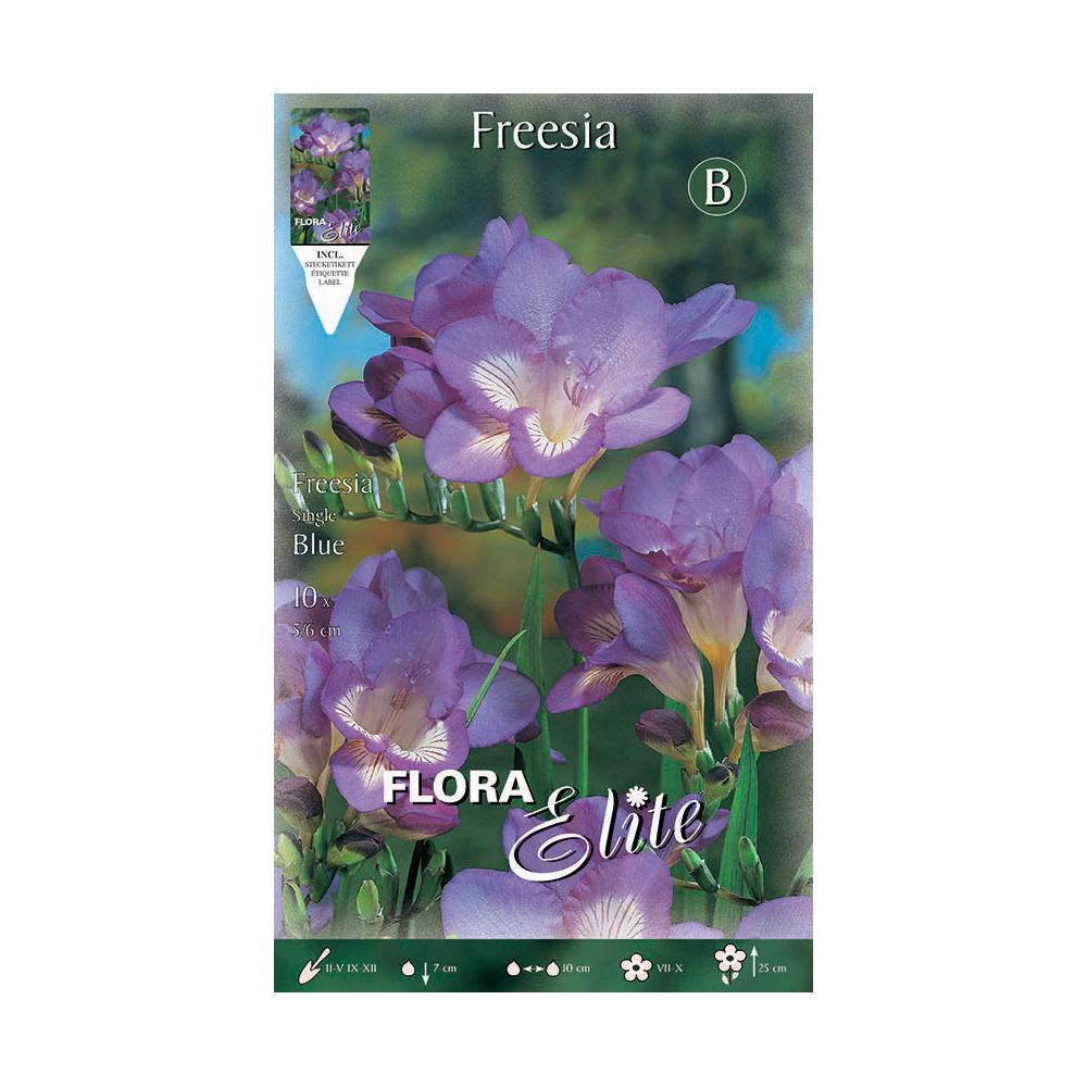 Bulbos Freesia simple azul 10 uds