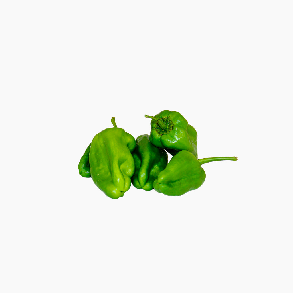 Plantón Pimiento Del Padrón Dulce 6 Unidades - Plantabo_1