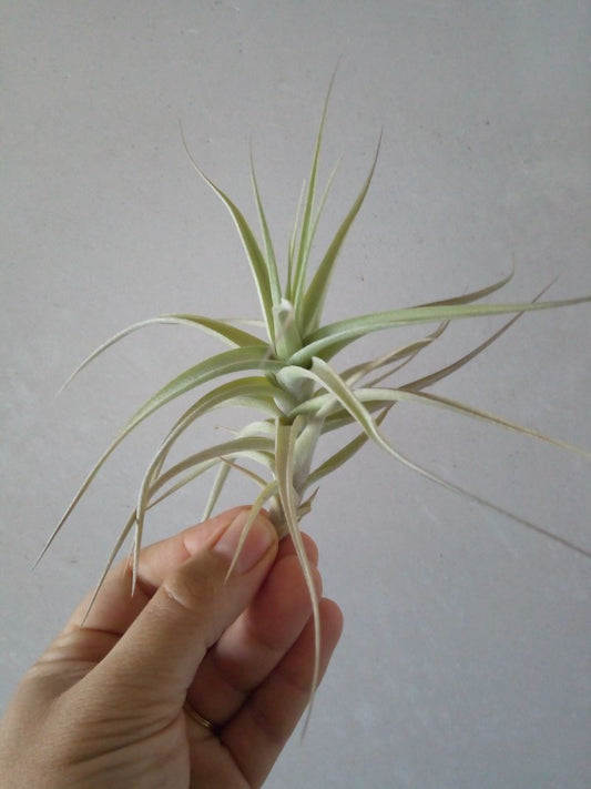 Tillandsia Bergeri Clavel Del Aire Tillandsias