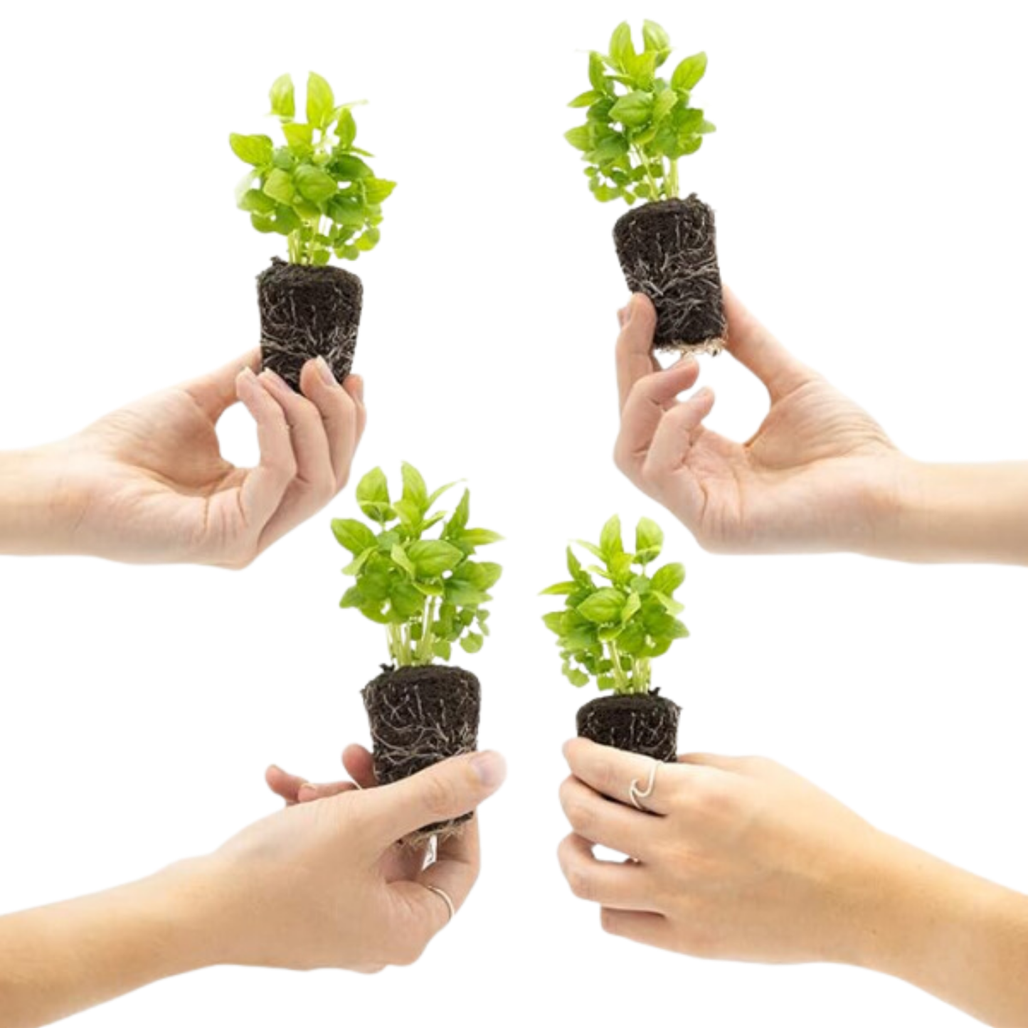 Set 4 Planteles De Albahaca