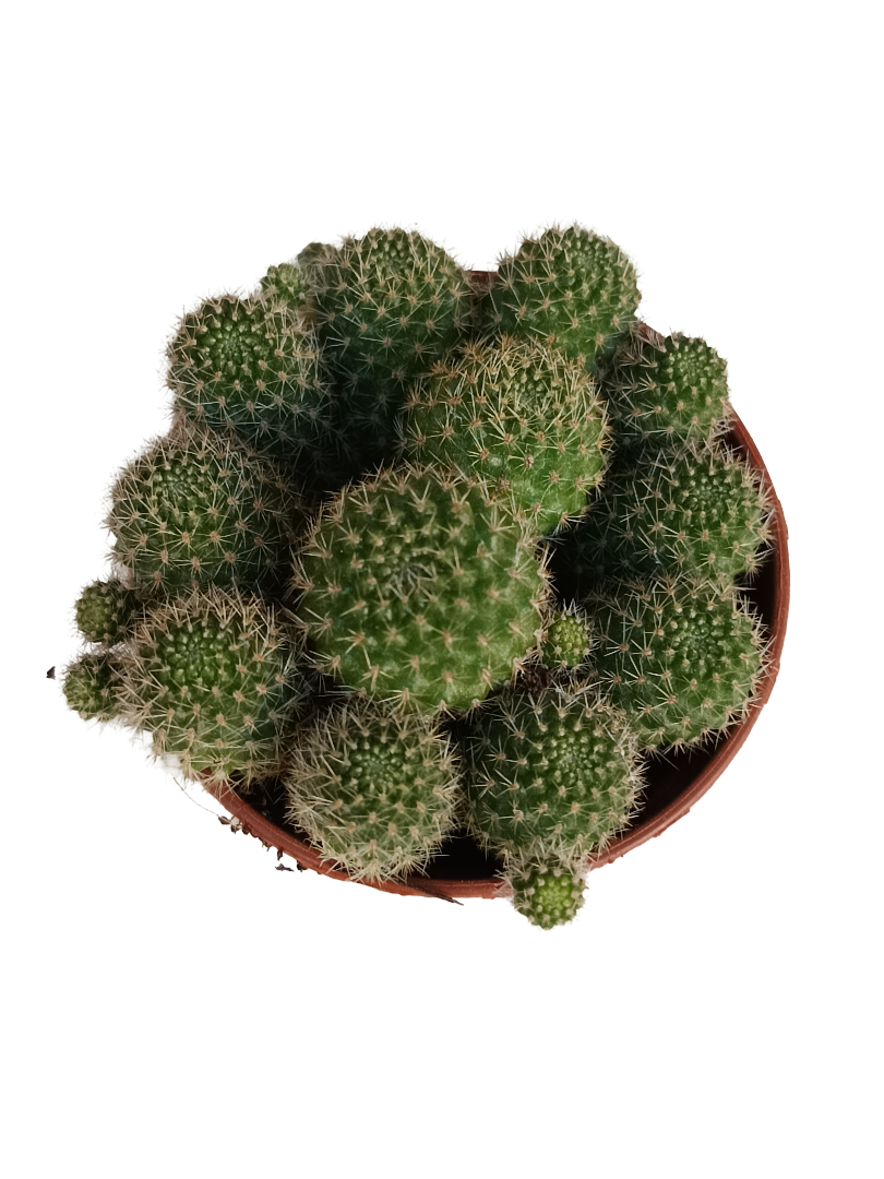 Rebutia flavystila cactus flor naranja Ø5