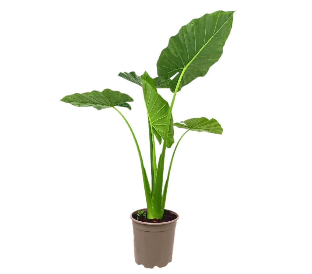 Alocasia Macrorrhiza M23 80-100cm_1