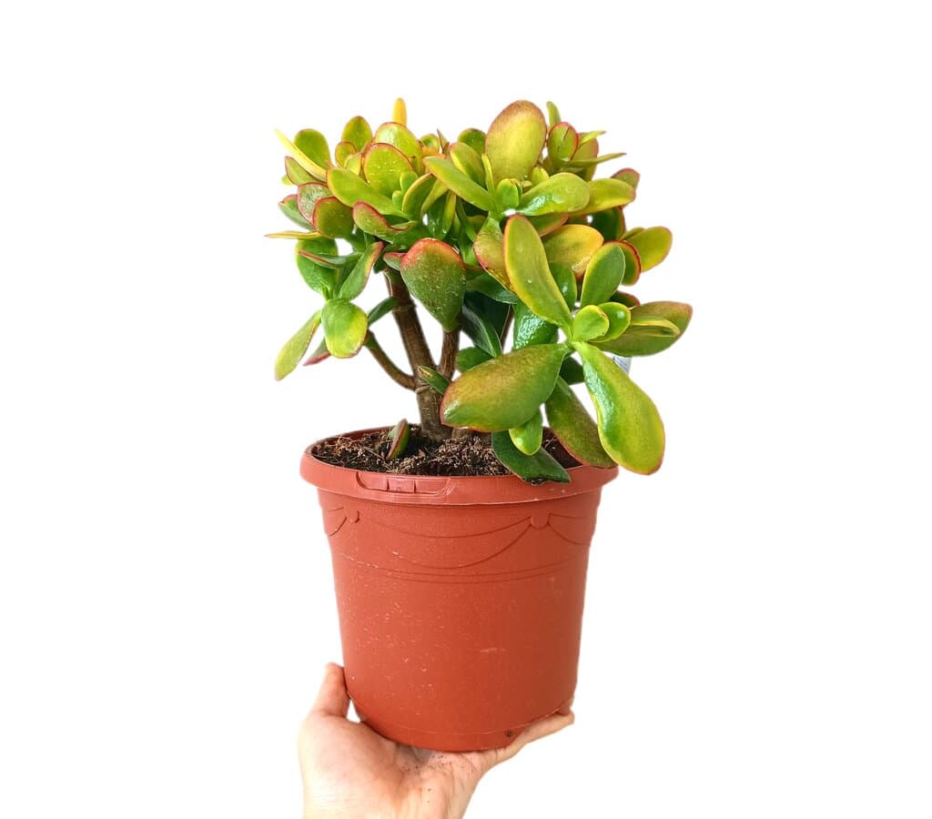 Crassula Ovata Sunset M17_0