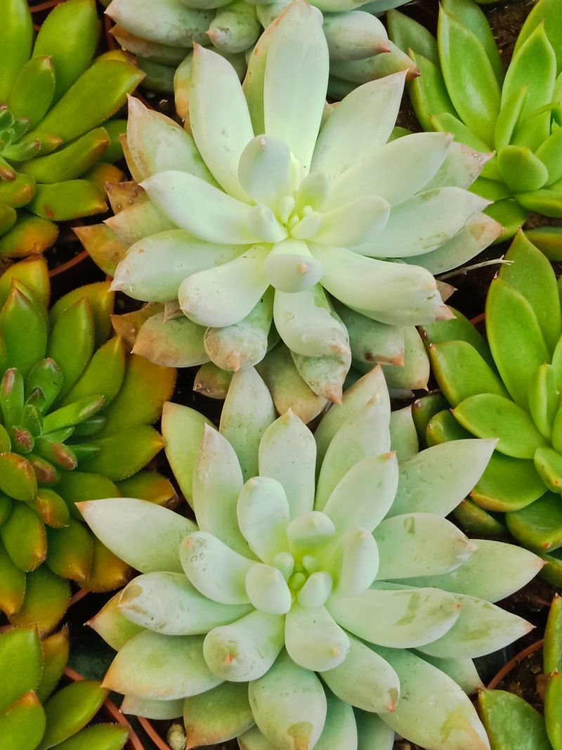 Suculentas Y Cactus Variedad #10 Planta Sin Id_0