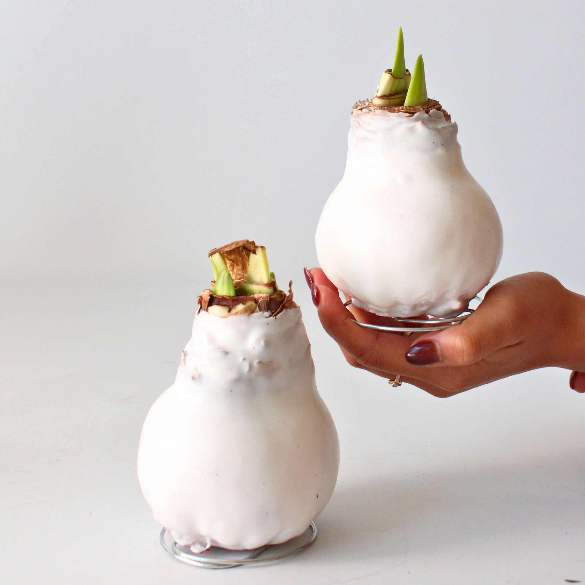 Amarilis - Hippeastrum 'wax White' - Bulbo De Flor - Rojo