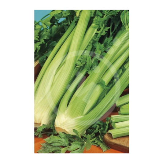Semillas Apio Verde Pascal