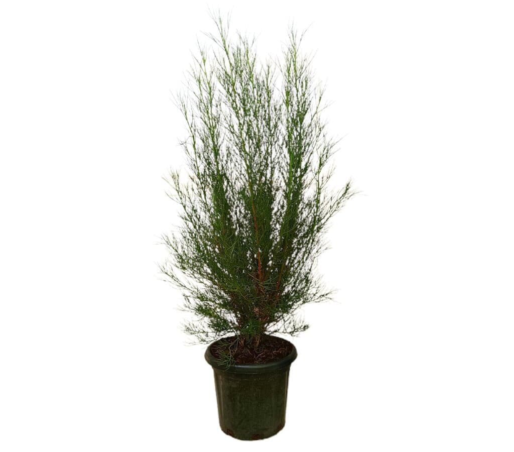 Alyogyne Hakeifolia M35 150-170cm_0