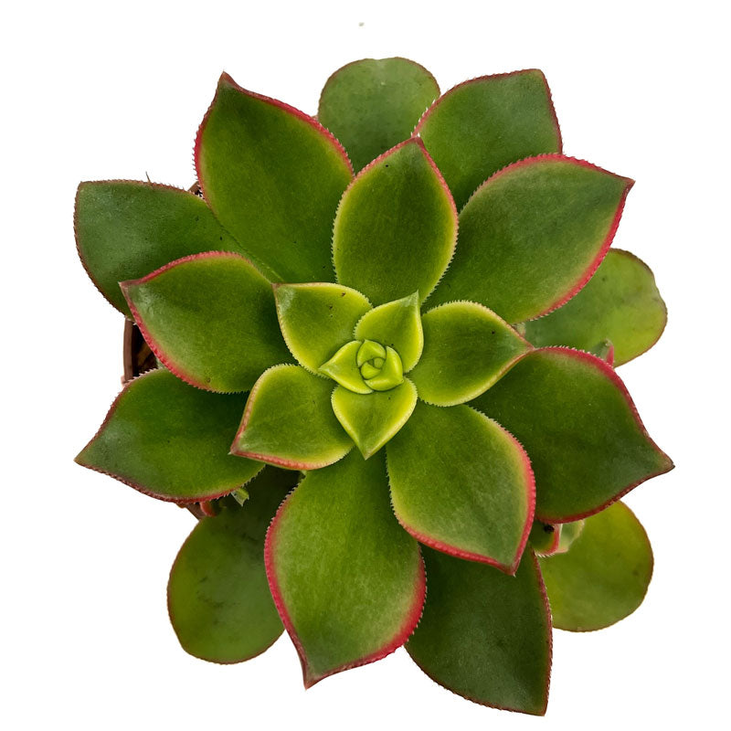 Aeonium haworthii kiwi Cactus Y Suculentas