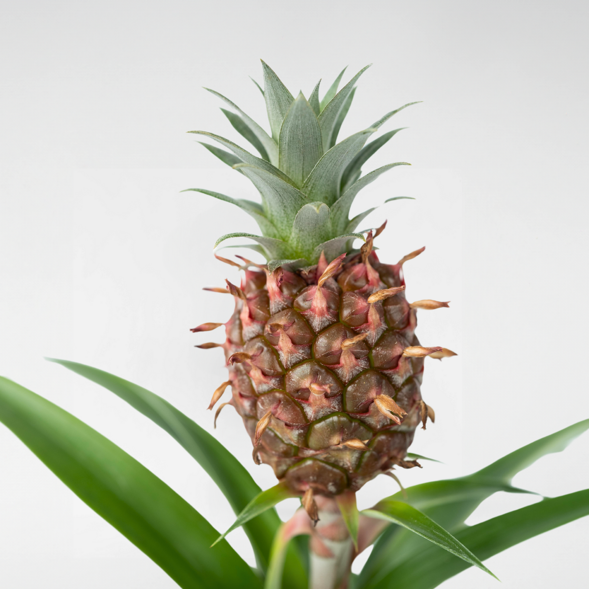 Planta De La Piña - Ananas Comosus 'mi Amigo' - Altura 35-45cm - ⌀12cm