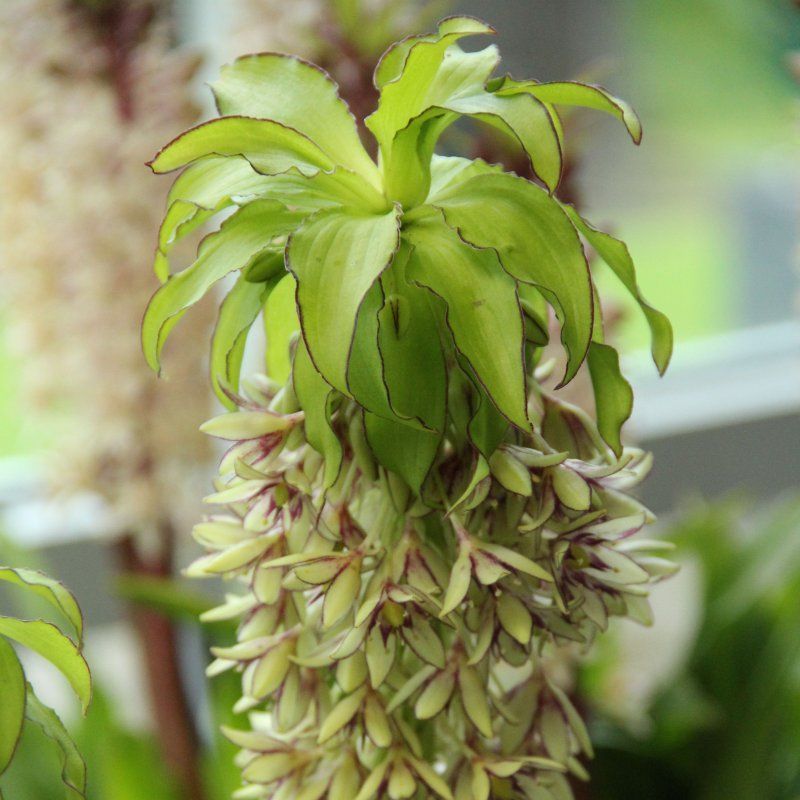 1 Bulbo Eucomis Bicolor Planta Flor