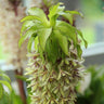 1 Bulbo Eucomis Bicolor Planta Flor