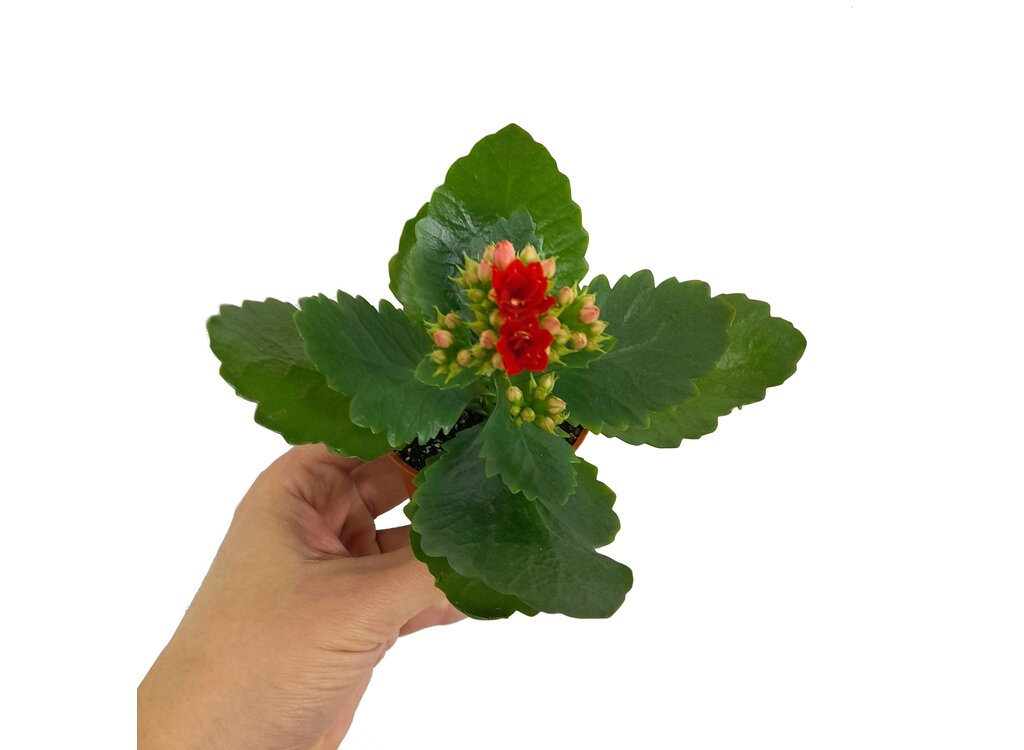 Kalanchoe Blossfeldiano Doble M7 10cm_1