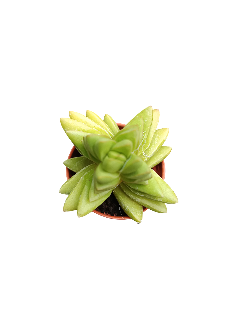 Planta suculenta  ☼ surtida aleatoria pequeña Ø5 VENTA POR UNIDAD