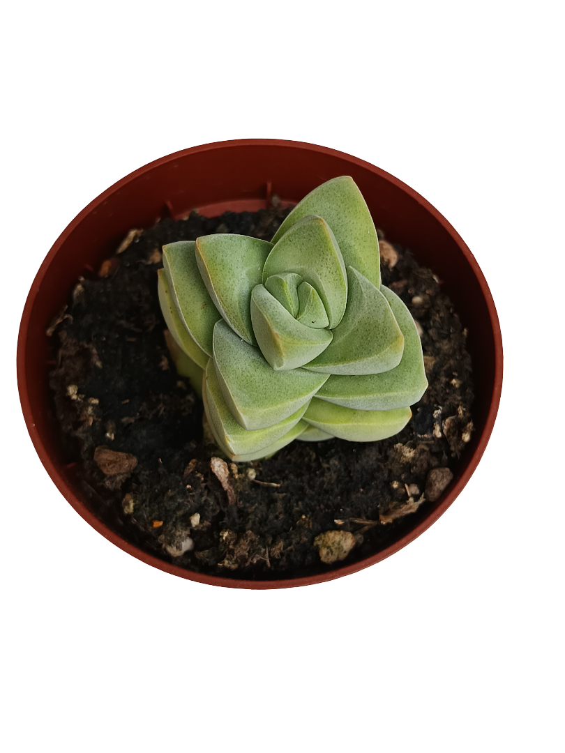 Crassula Moonglow Planta Suculenta Ø8