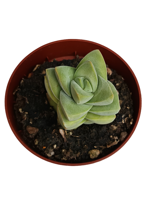 Crassula Moonglow Planta Suculenta Ø8