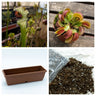 Jardinera con Sarracenia y Dionaea Pack plantas carnívoras