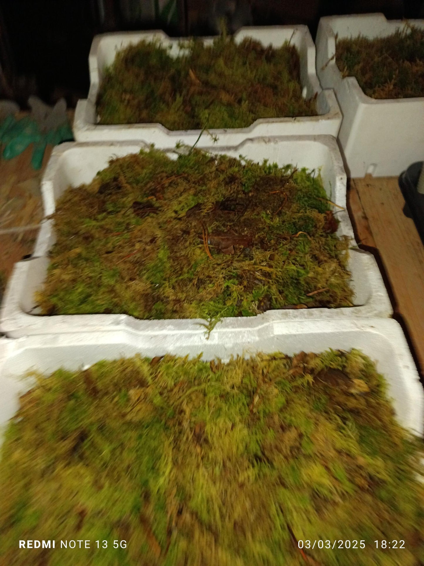 2 Cajas Sphagnum Musgo Terrario Sfagnum Carnivoras_0